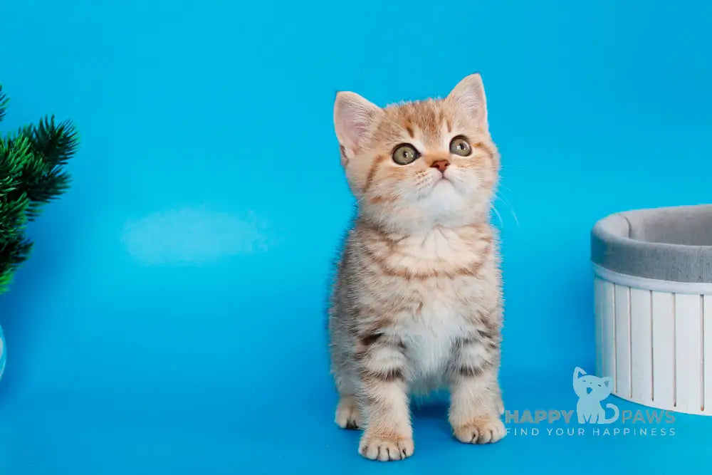 Carrie British Shorthair female chocolate tabby live animals