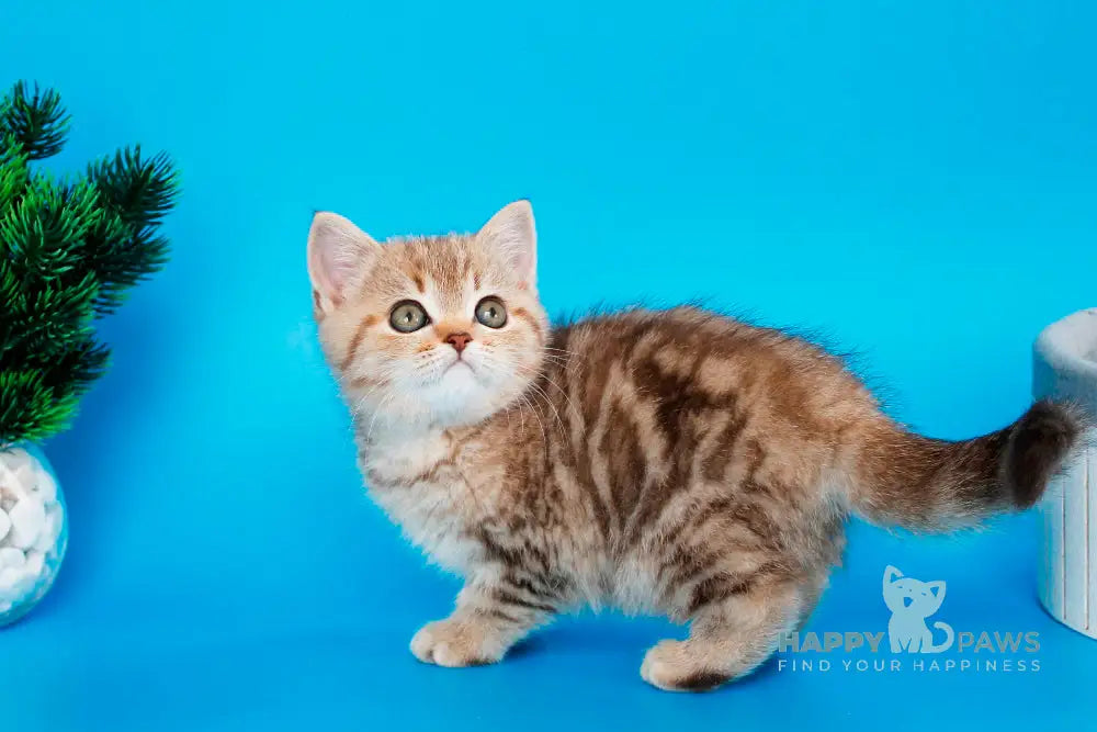 Carrie British Shorthair female chocolate tabby live animals