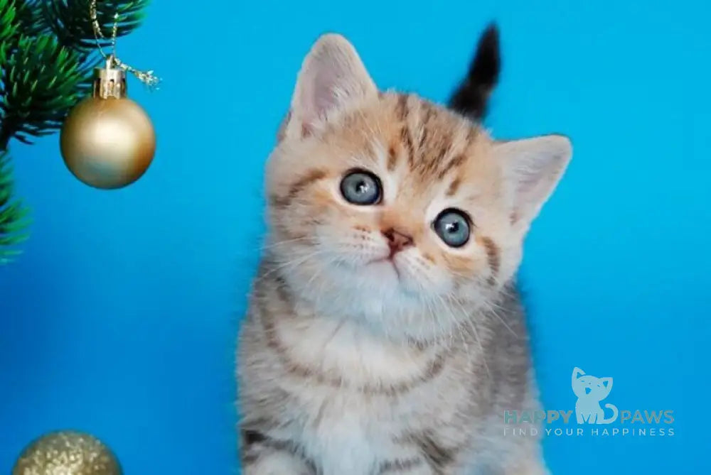 Carrie British Shorthair female chocolate tabby live animals