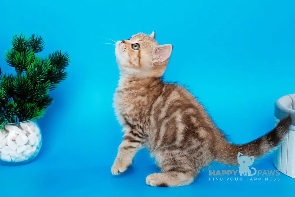 Carrie British Shorthair female chocolate tabby live animals