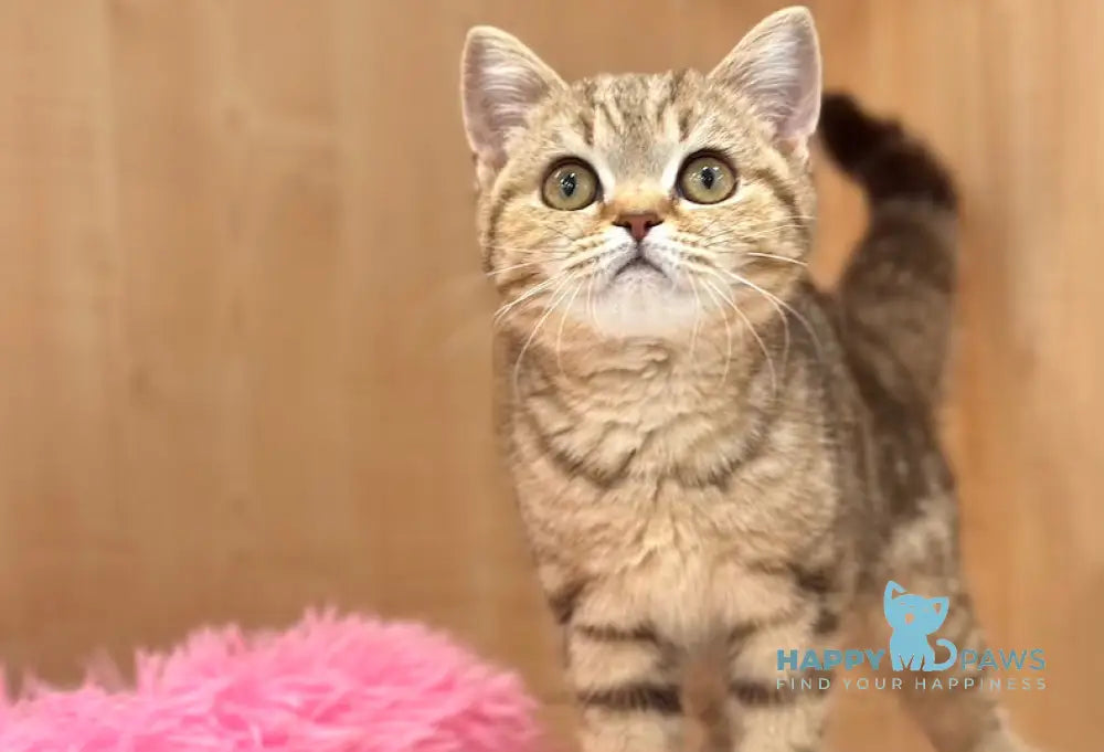 Carrie British Shorthair female chocolate tabby live animals