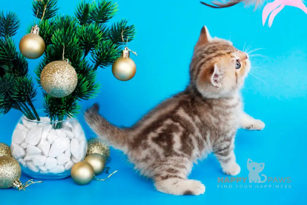 Carrie British Shorthair female chocolate tabby live animals