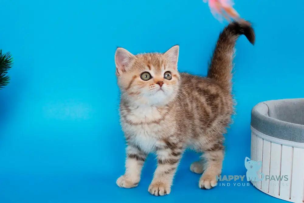 Carrie British Shorthair female chocolate tabby live animals