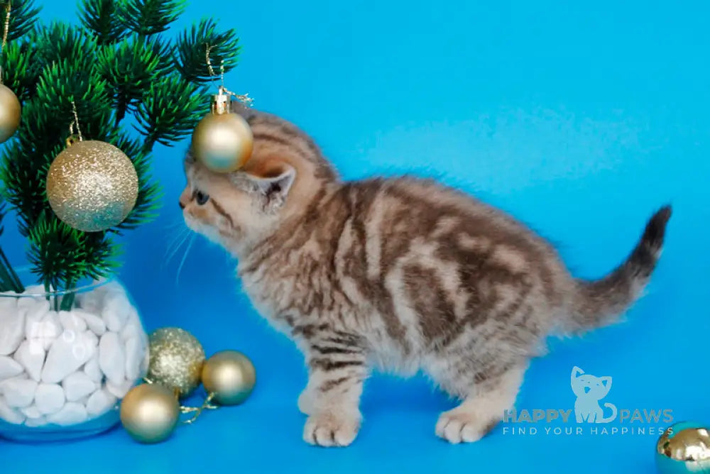 Carrie British Shorthair female chocolate tabby live animals