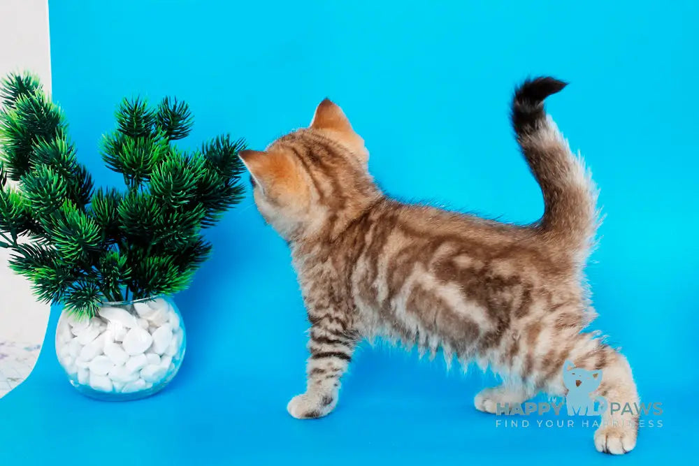 Carrie British Shorthair female chocolate tabby live animals