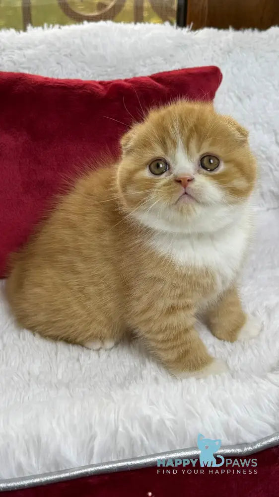 Carrot Scottish Fold male red bicolour live animals