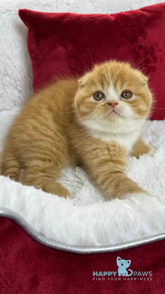 Carrot Scottish Fold male red bicolour live animals