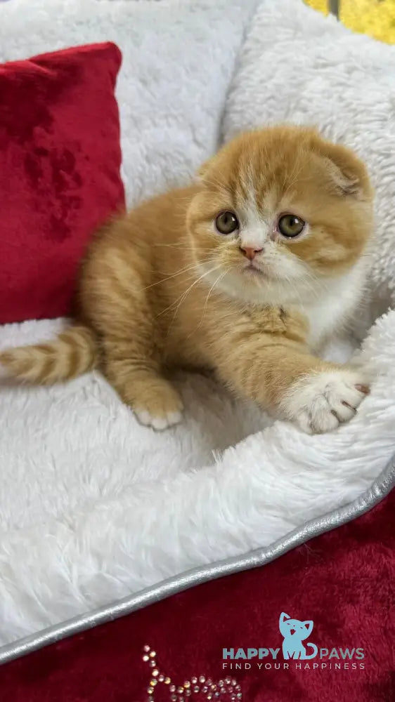 Carrot Scottish Fold male red bicolour live animals