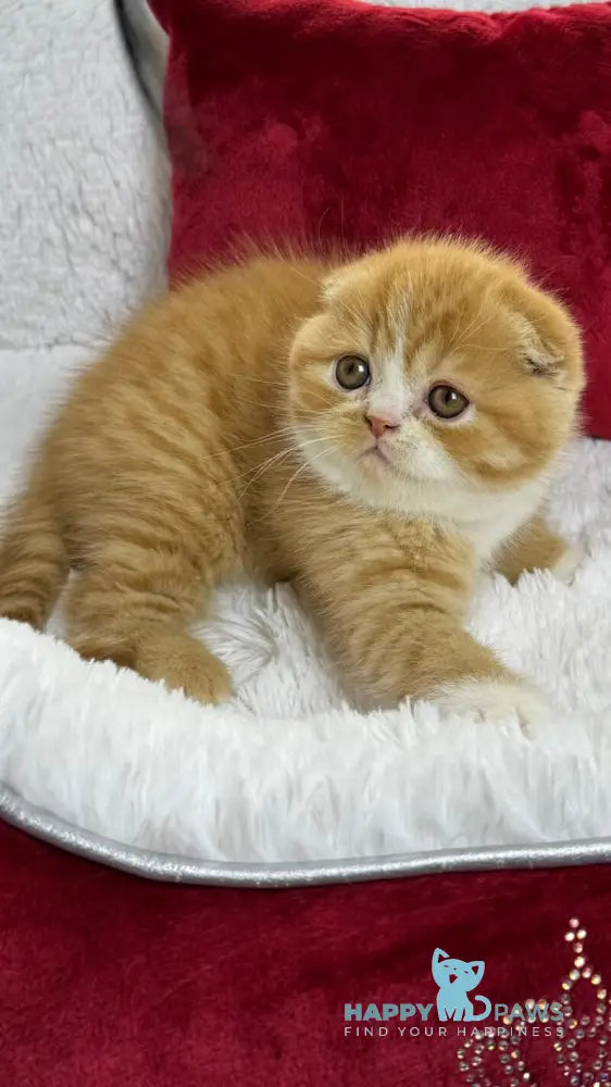 Carrot Scottish Fold male red bicolour live animals