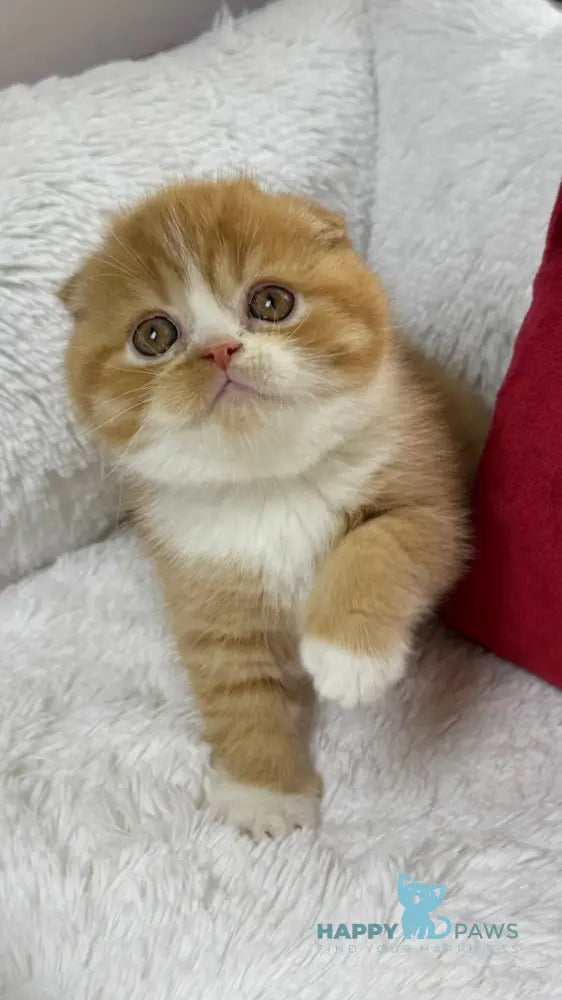 Carrot Scottish Fold male red bicolour live animals