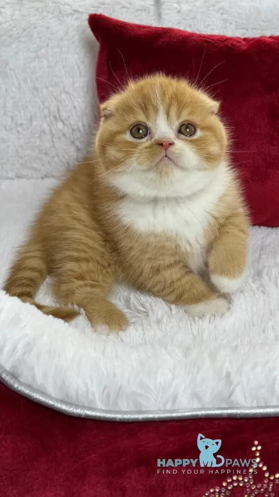 Carrot Scottish Fold male red bicolour live animals