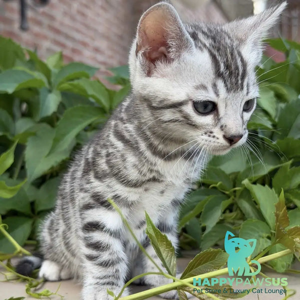 Cartier Bengal male black silver spotted tabby - live animals