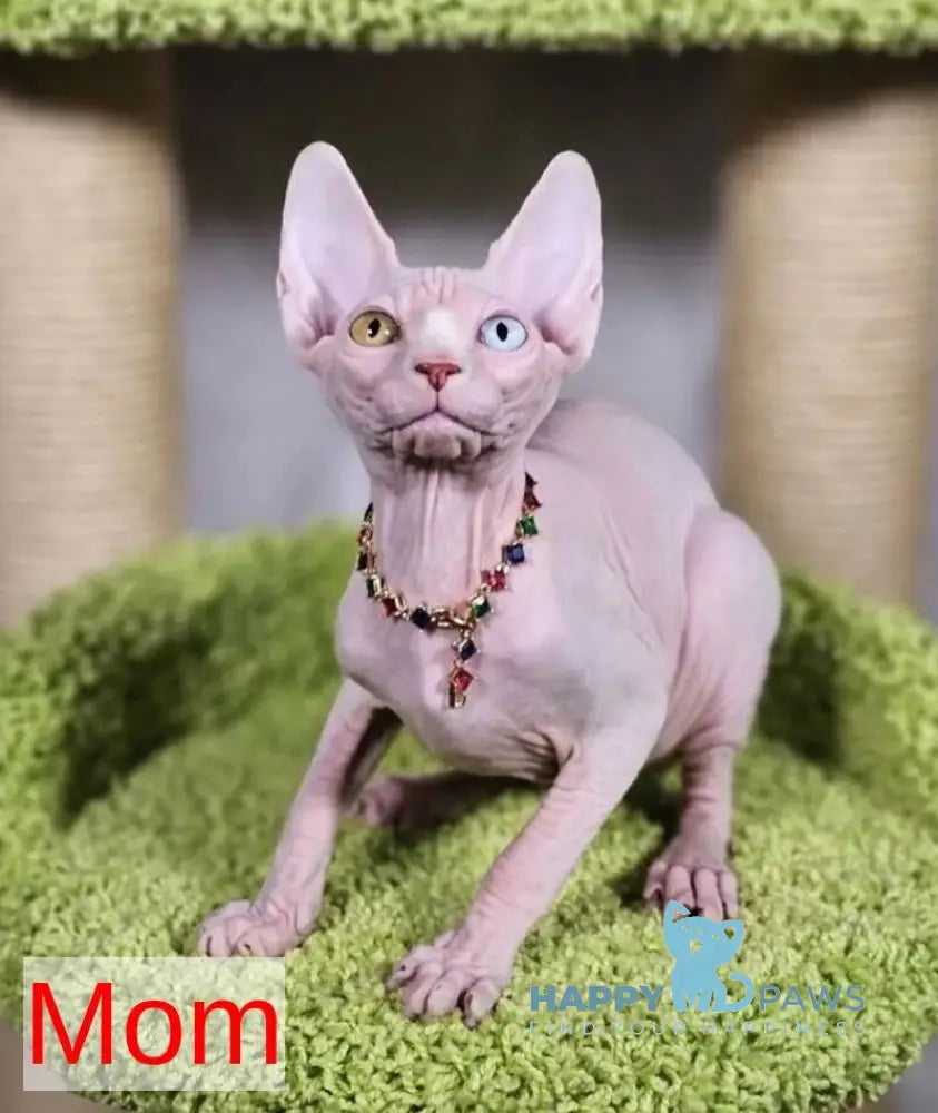 Cartier Siamese female chocolate live animals