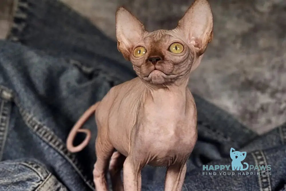 Cartier Siamese female chocolate live animals