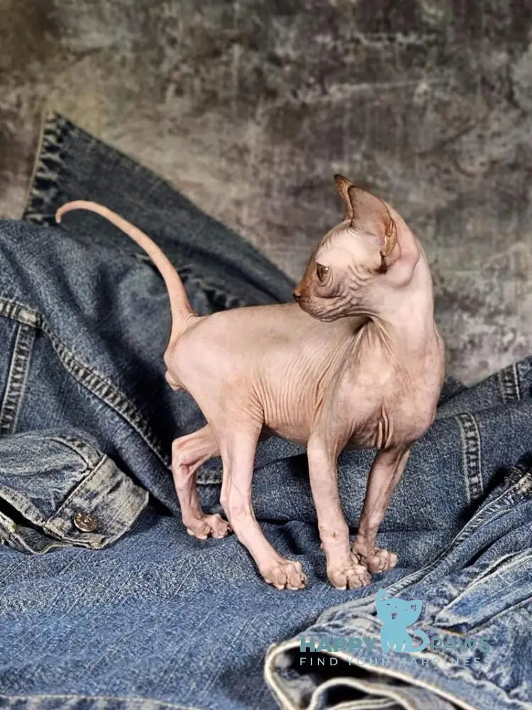 Cartier Siamese female chocolate live animals