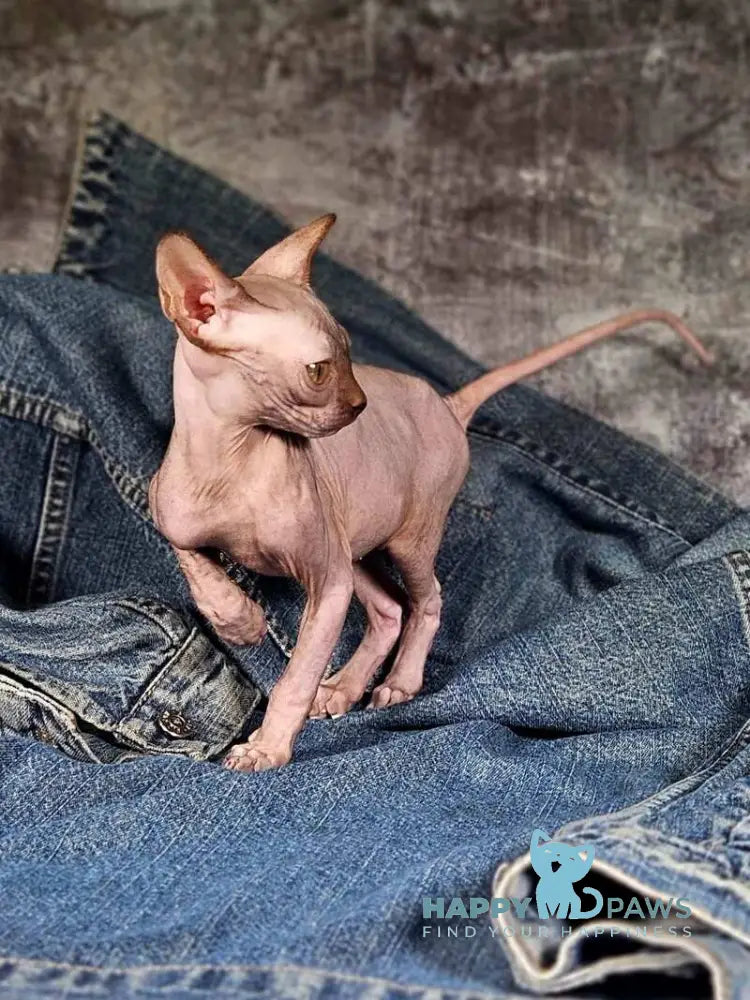 Cartier Siamese female chocolate live animals