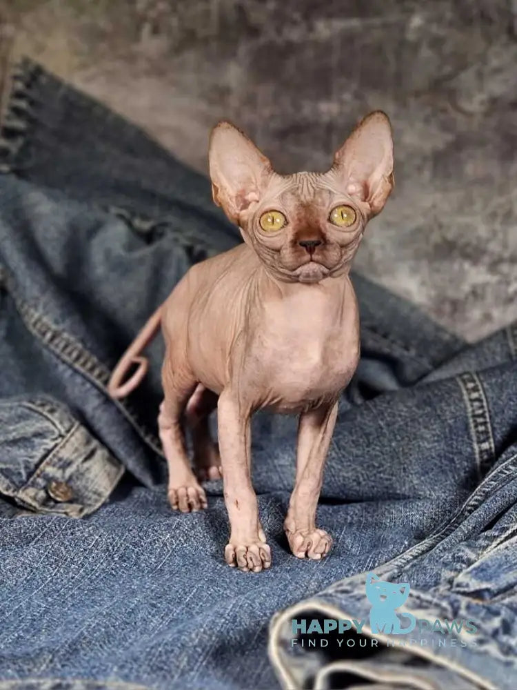 Cartier Siamese female chocolate live animals