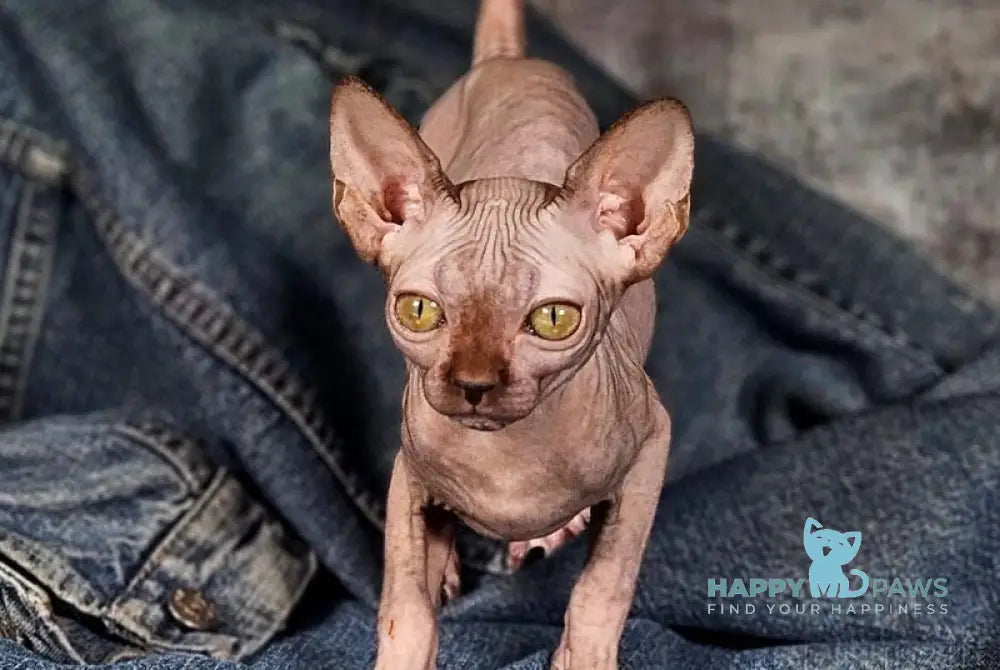 Cartier Siamese female chocolate live animals