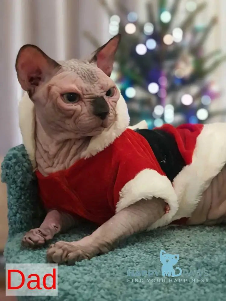 Cartier Siamese female chocolate live animals