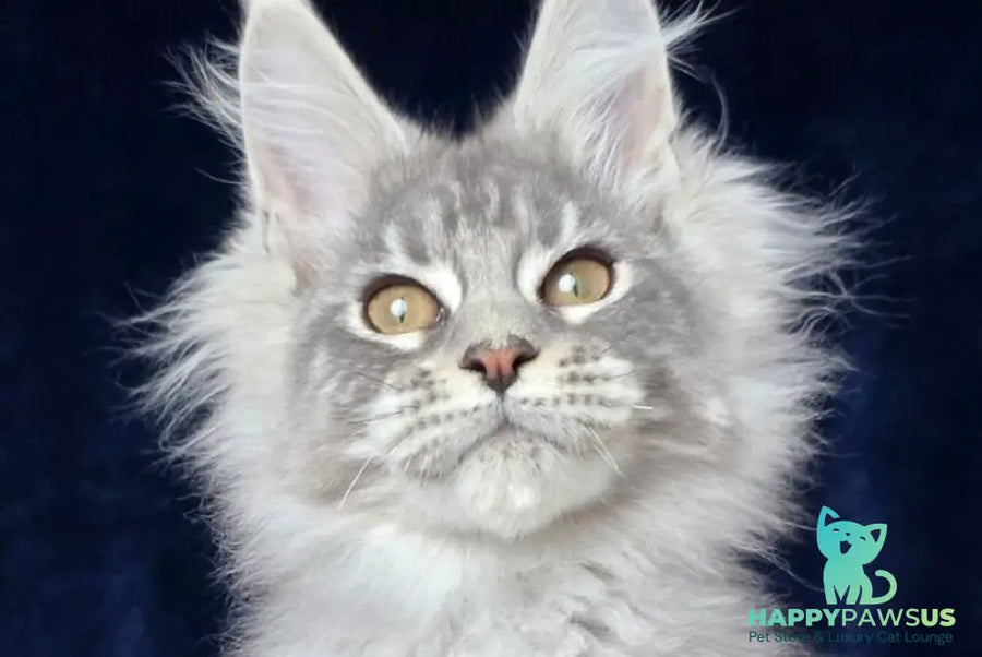 Caruso Maine Coon male black silver tabby - live animals