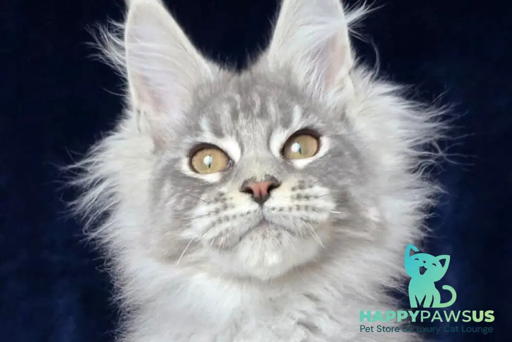 Caruso Maine Coon male black silver tabby - live animals