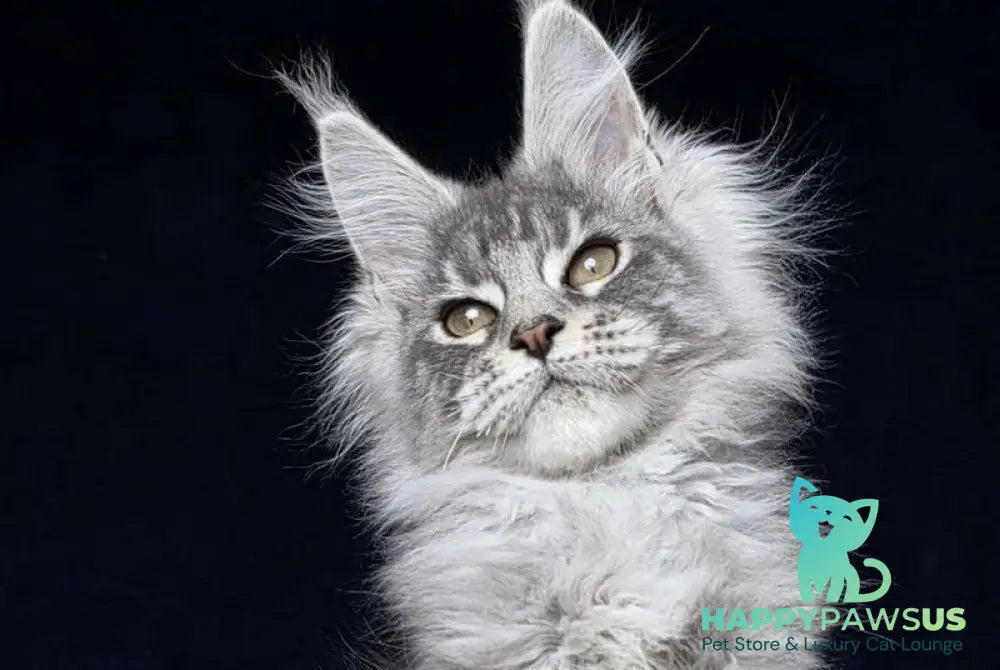 Caruso Maine Coon male black silver tabby - live animals