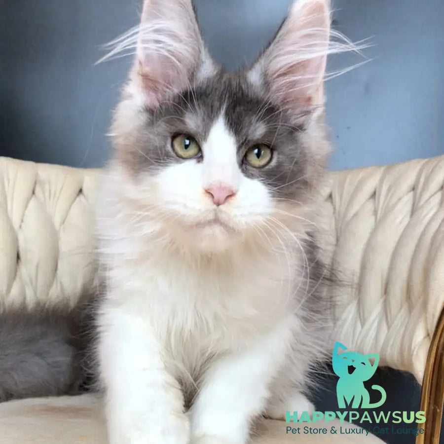 Casanova Maine Coon male black silver bicolour - live animals