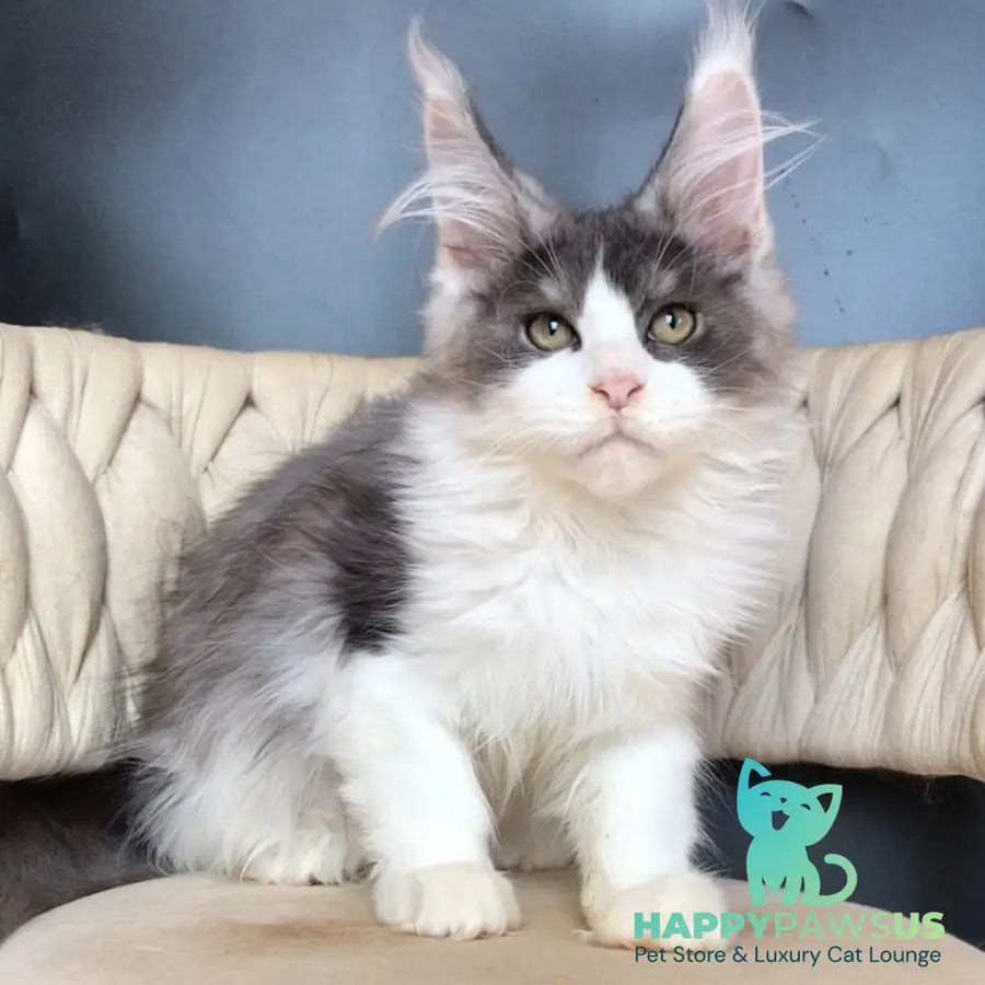 Casanova Maine Coon male black silver bicolour - live animals