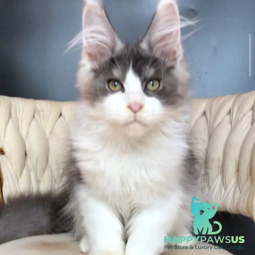 Casanova Maine Coon male black silver bicolour - live animals