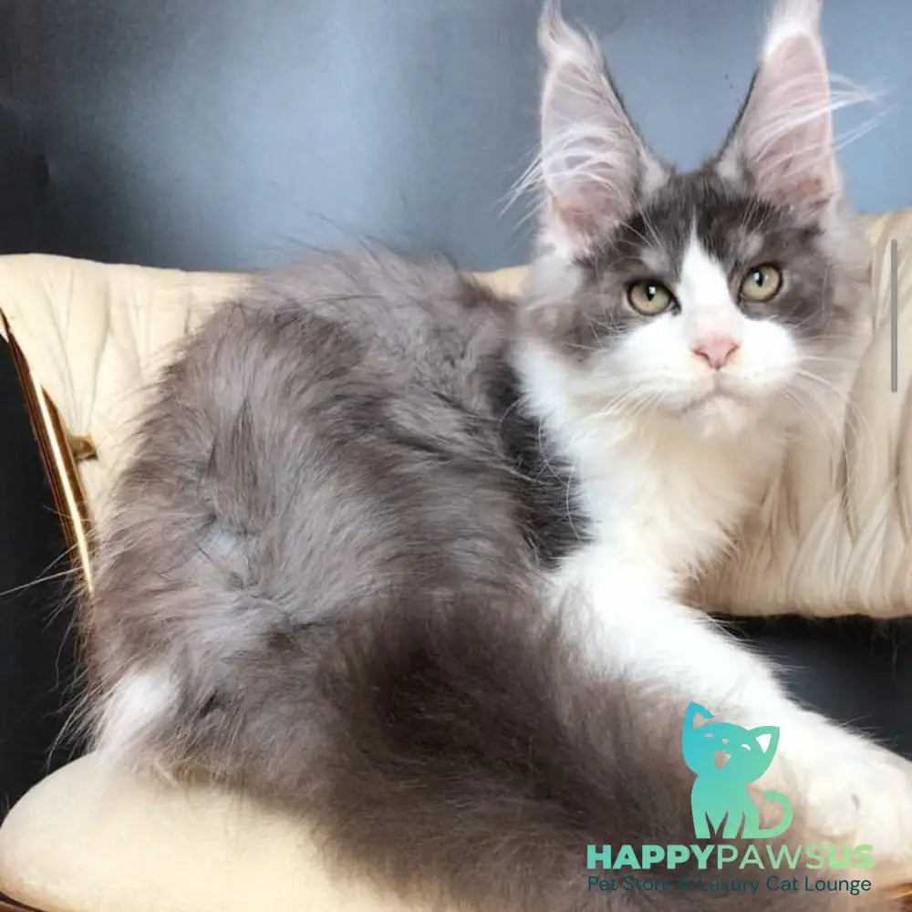Casanova Maine Coon male black silver bicolour - live animals