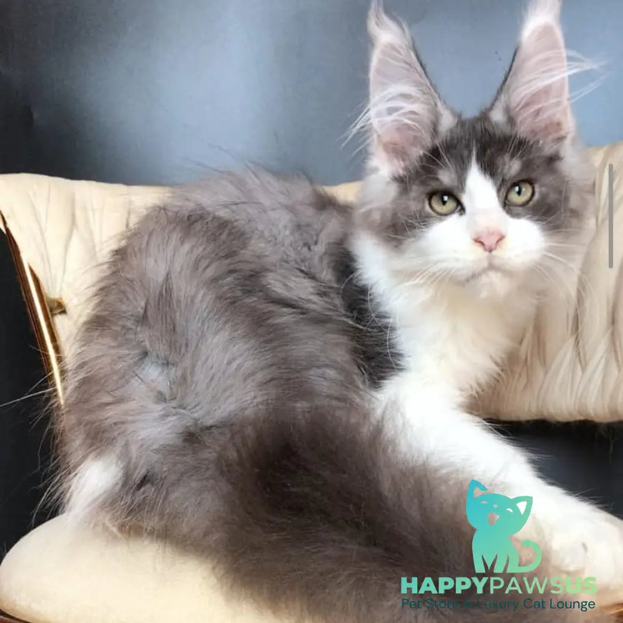 Casanova Maine Coon male black silver bicolour - live animals
