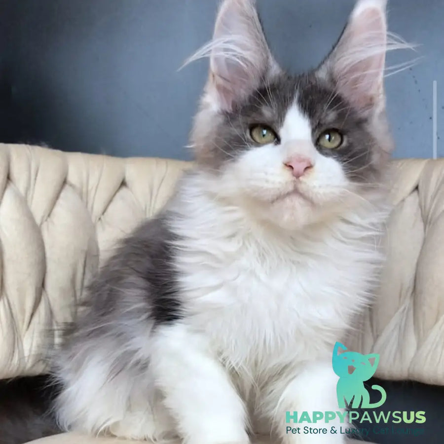 Casanova Maine Coon male black silver bicolour - live animals