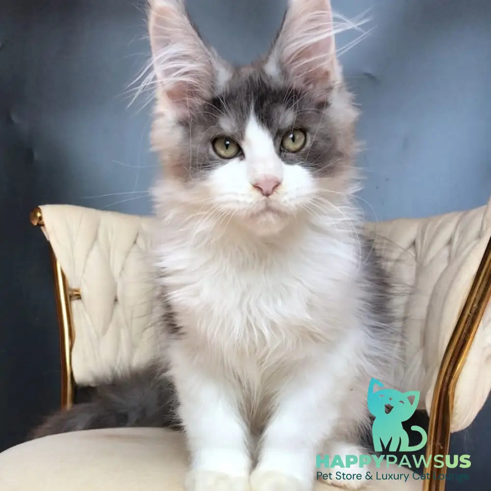 Casanova Maine Coon male black silver bicolour - live animals