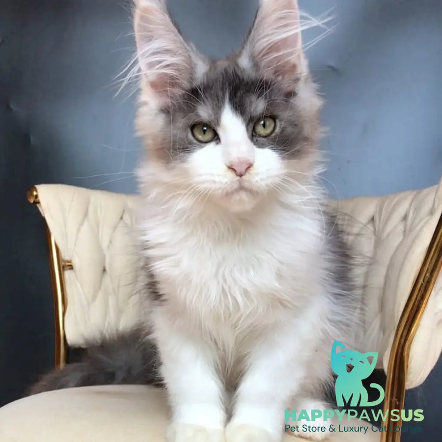 Casanova Maine Coon male black silver bicolour - live animals