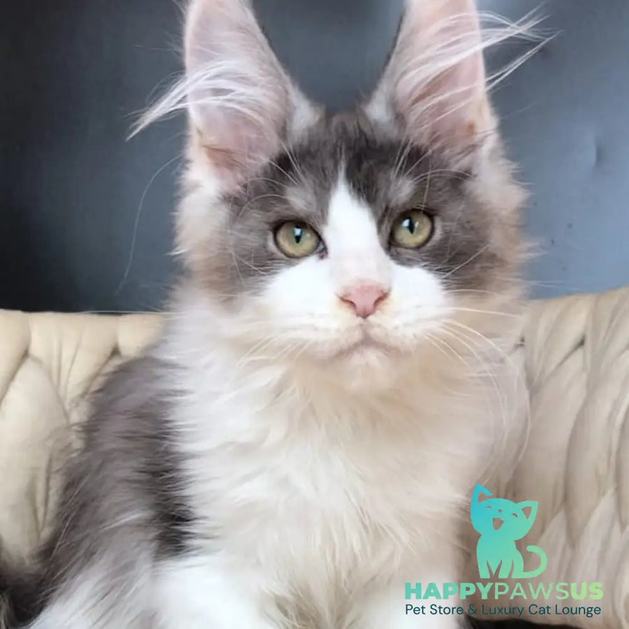 Casanova Maine Coon male black silver bicolour - live animals