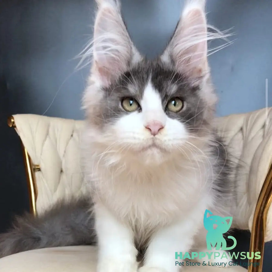 Casanova Maine Coon male black silver bicolour - live animals