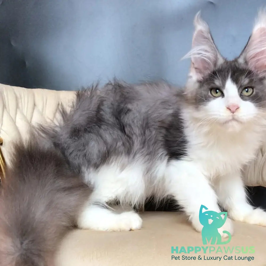 Casanova Maine Coon male black silver bicolour - live animals