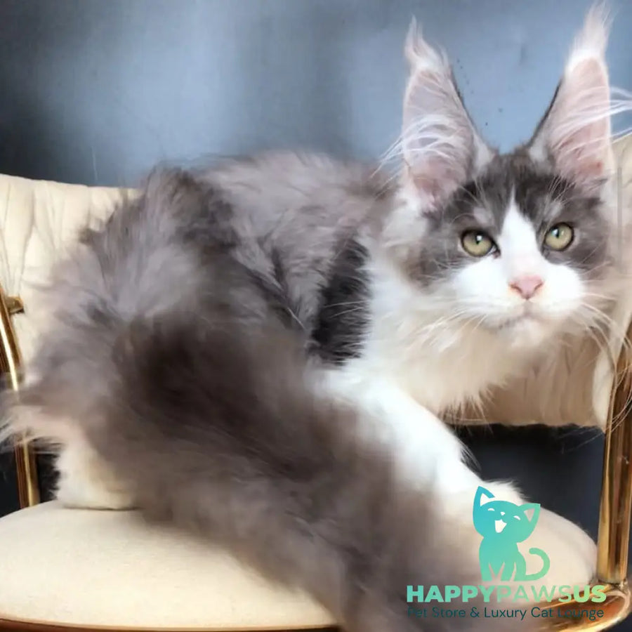 Casanova Maine Coon male black silver bicolour - live animals