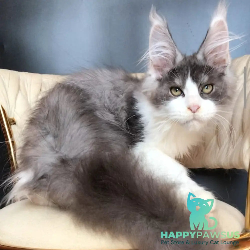 Casanova Maine Coon male black silver bicolour - live animals