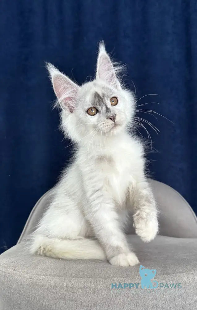 Cash Maine Coon male black silver shaded live animals