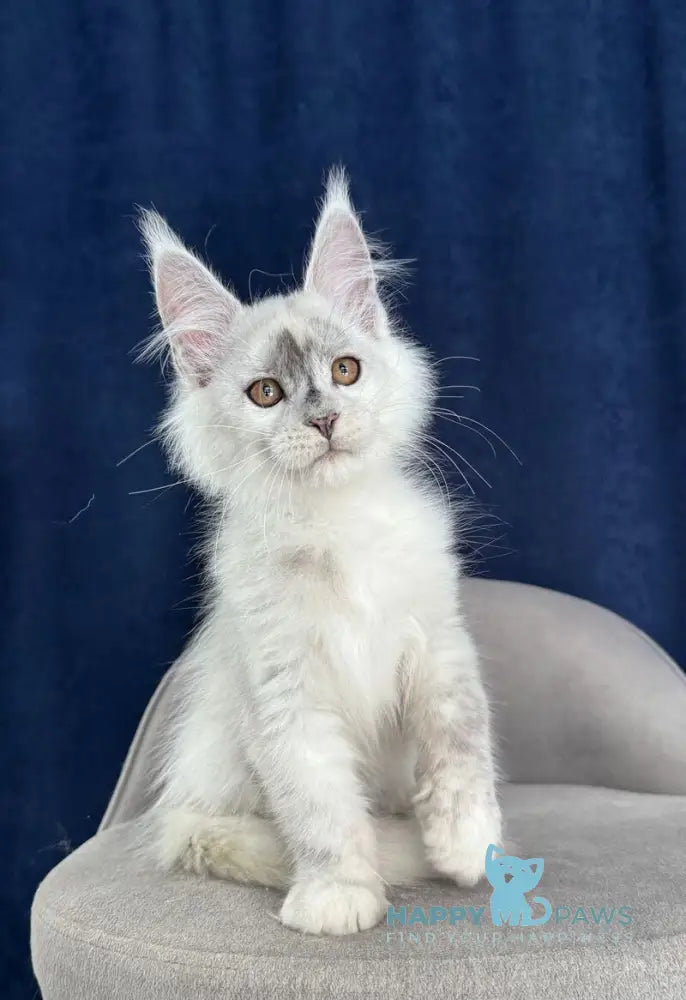 Cash Maine Coon male black silver shaded live animals