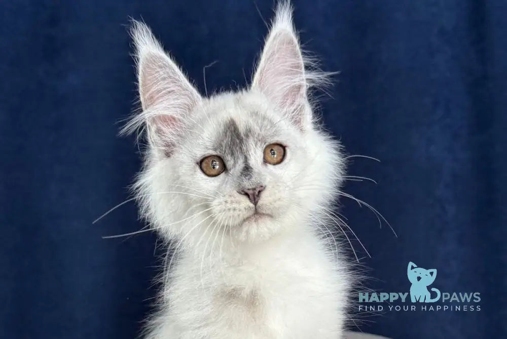 Cash Maine Coon male black silver shaded live animals