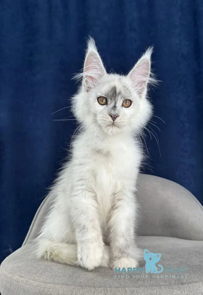 Cash Maine Coon male black silver shaded live animals