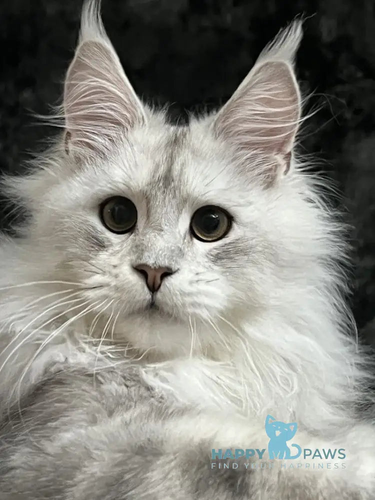 Cash Maine Coon male black silver ticked tabby live animals