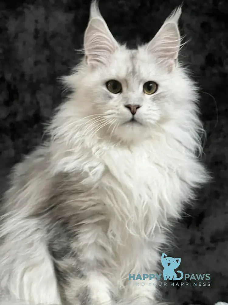 Cash Maine Coon male black silver ticked tabby live animals