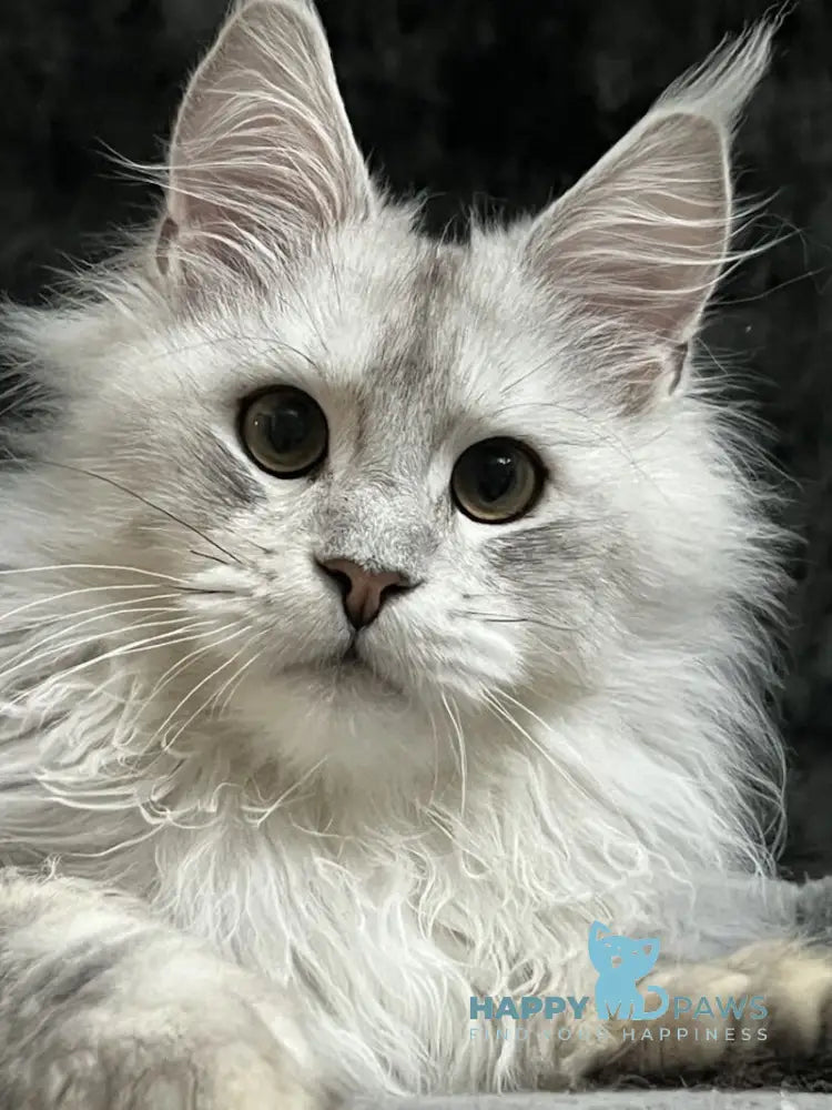 Cash Maine Coon male black silver ticked tabby live animals