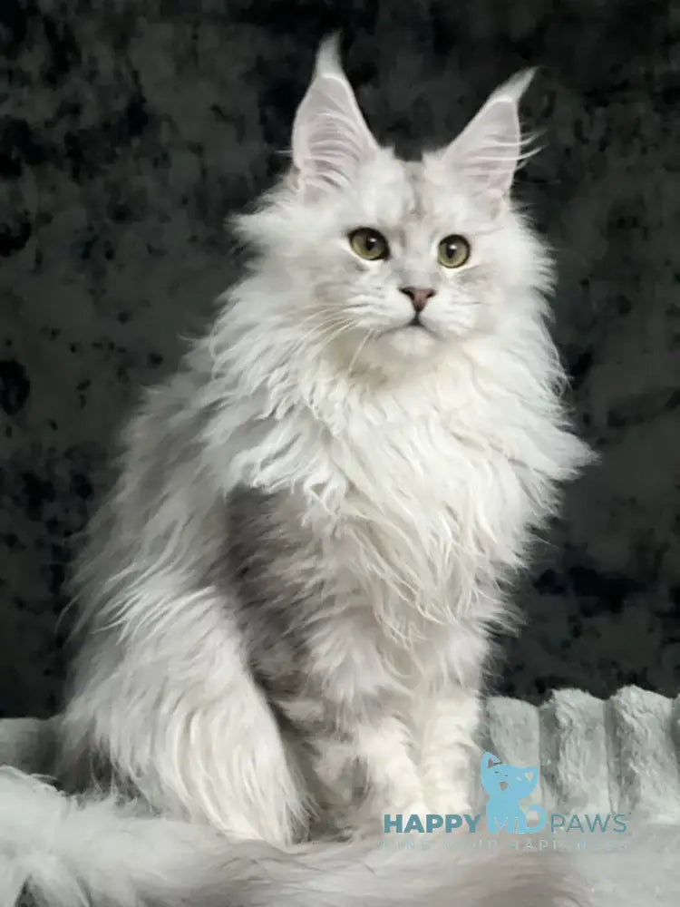 Cash Maine Coon male black silver ticked tabby live animals