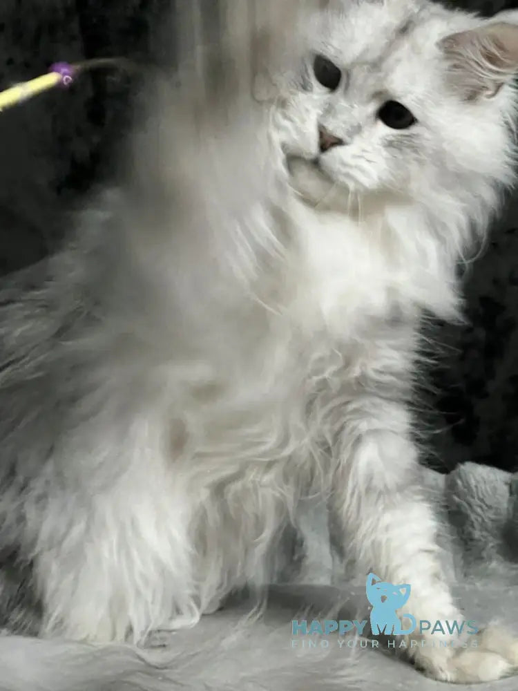 Cash Maine Coon male black silver ticked tabby live animals