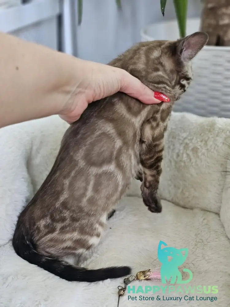 Cashmere Bengal male black spotted tabby pointed - live animals