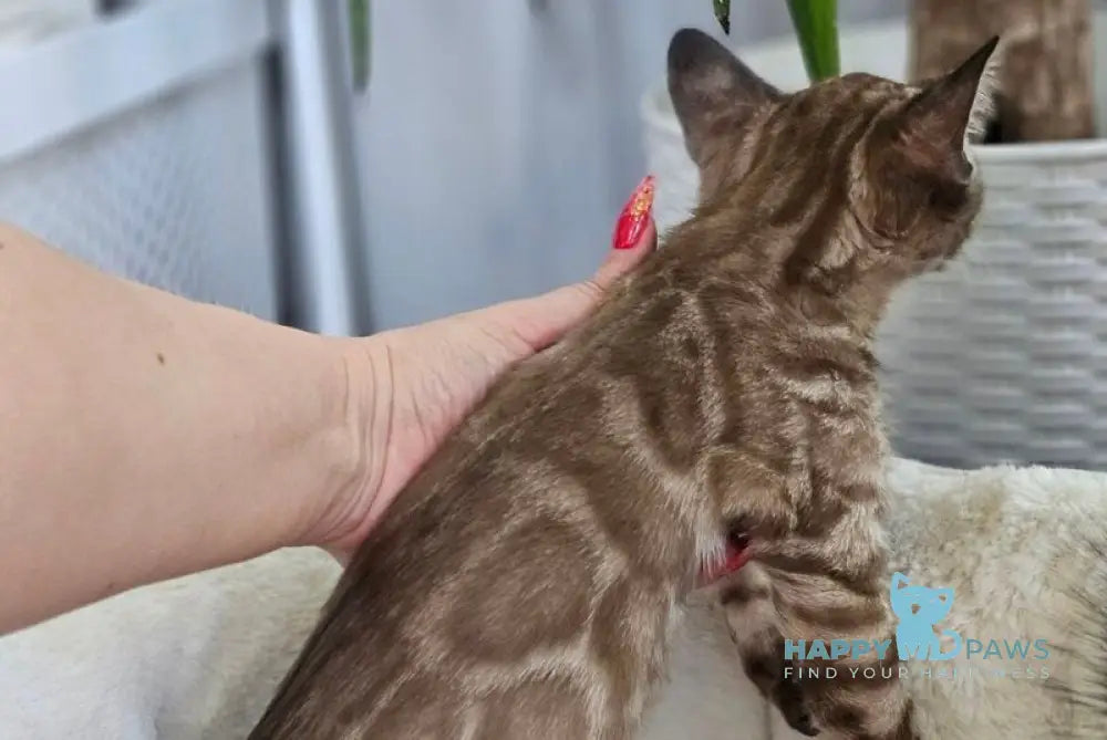 Cashmere Bengal male black spotted tabby pointed - live animals
